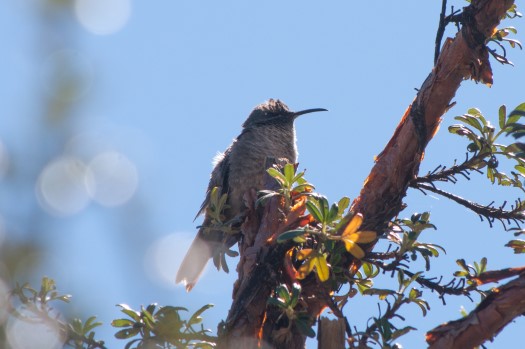 Ecuadorian Hillstar at Reserva Antisana
